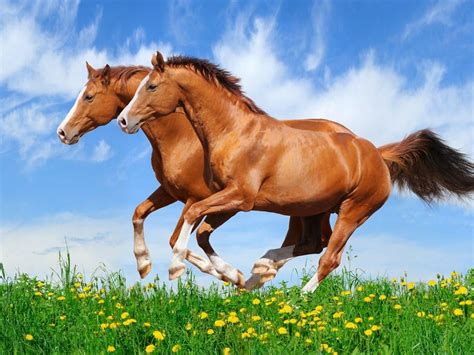 wallpaper cute horse|cute horse wallpaper for desktop.